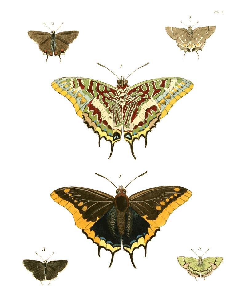 Illustrations of Exotic Entomology I 01
