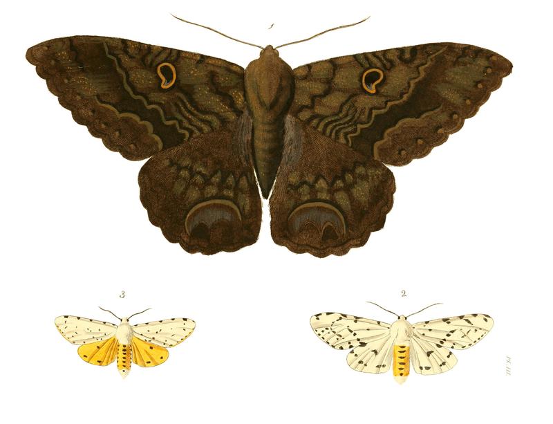 Illustrations of Exotic Entomology I 03