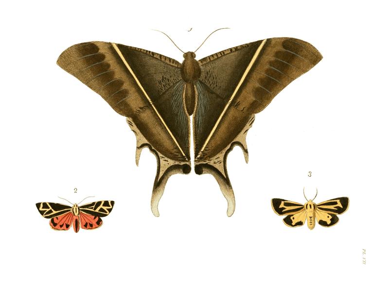 Illustrations of Exotic Entomology I 07