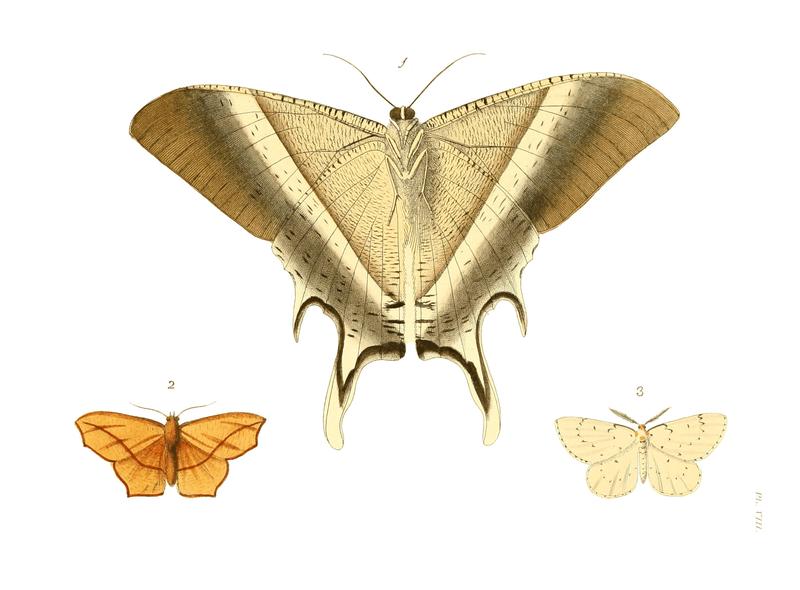 Illustrations of Exotic Entomology I 08