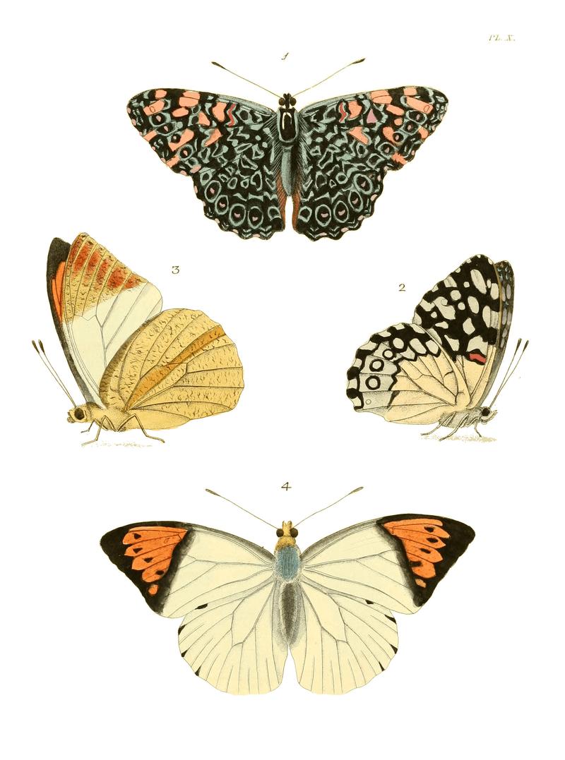 Illustrations of Exotic Entomology I 10