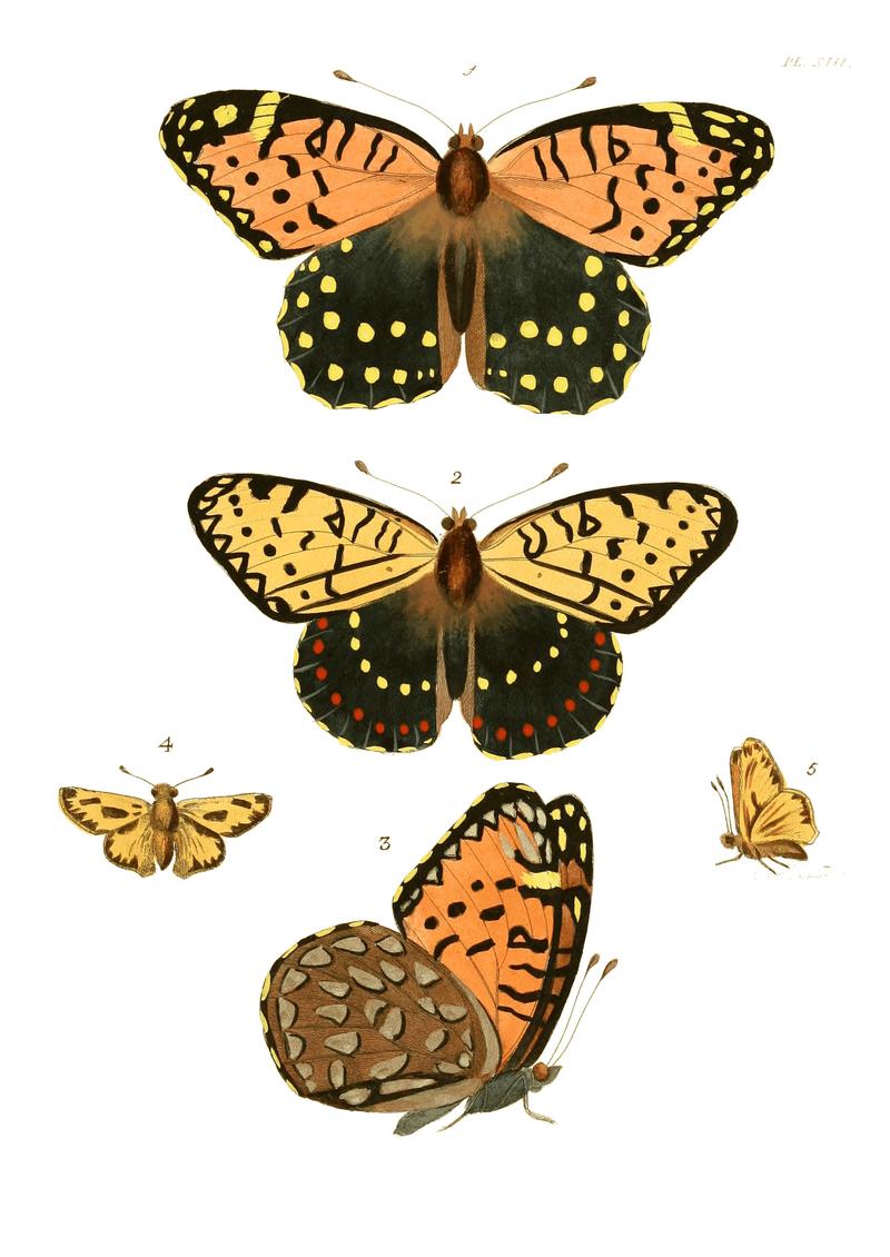 Illustrations of Exotic Entomology I 13
