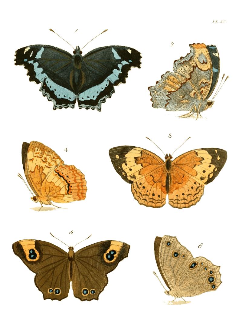 Illustrations of Exotic Entomology I 15