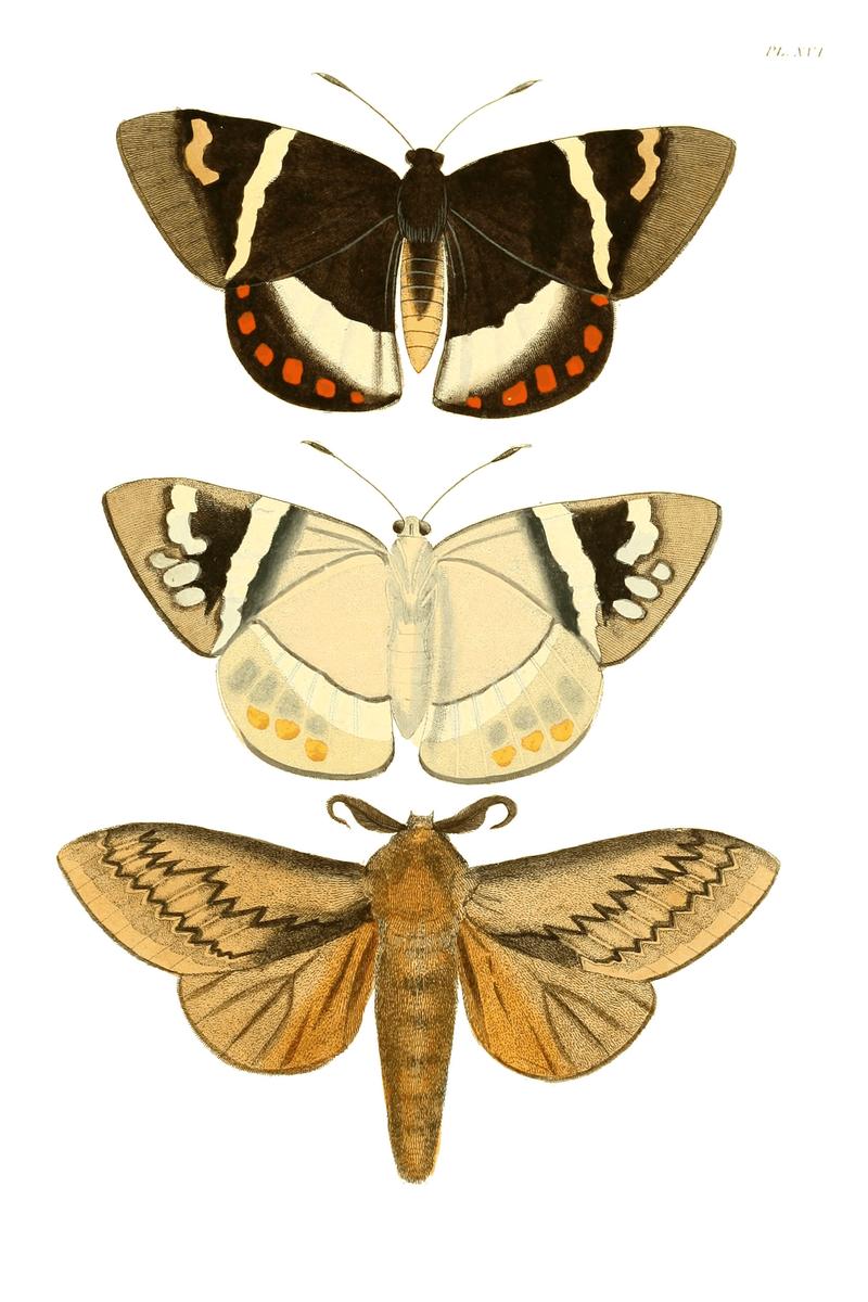 Illustrations of Exotic Entomology I 16