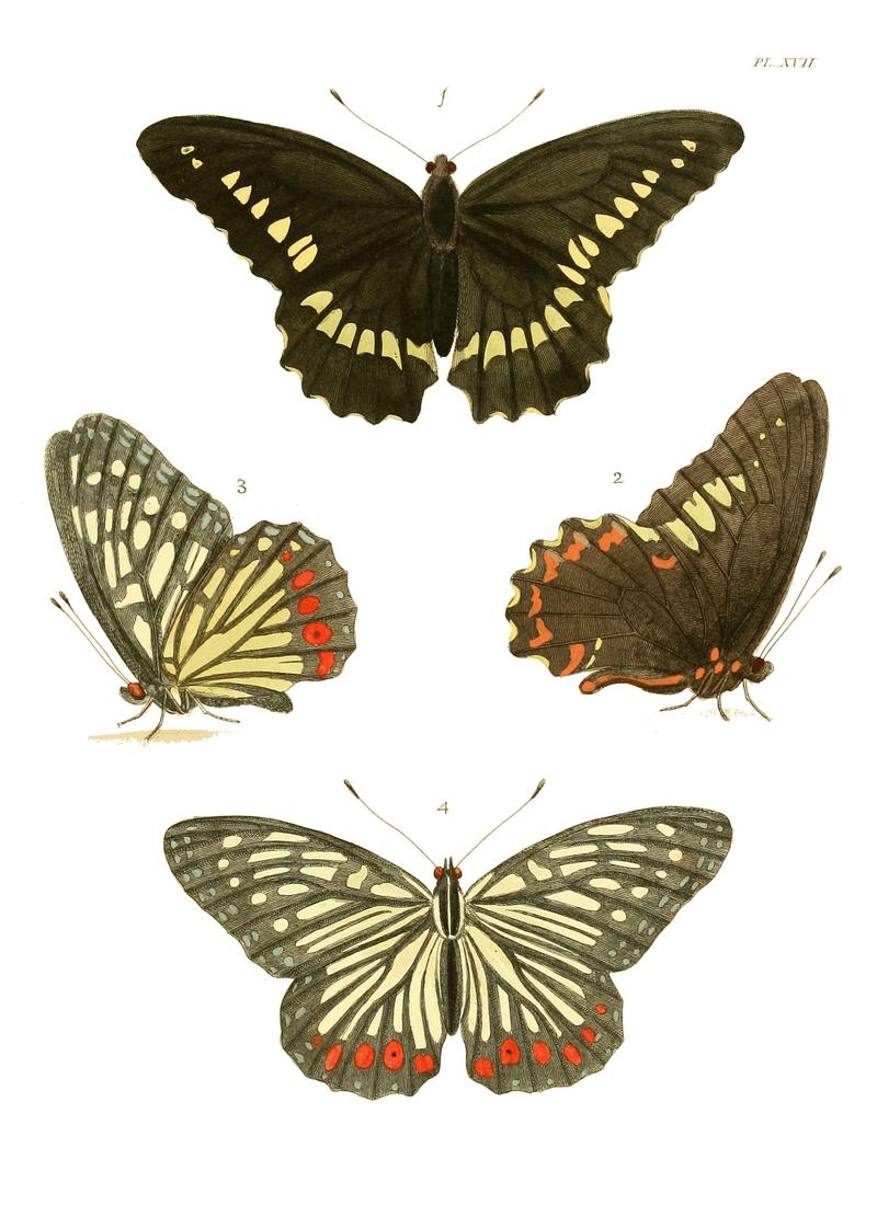 Illustrations of Exotic Entomology I 17