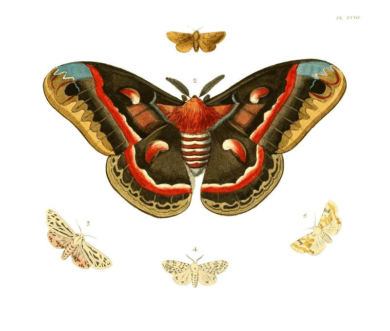 Illustrations of Exotic Entomology I 18