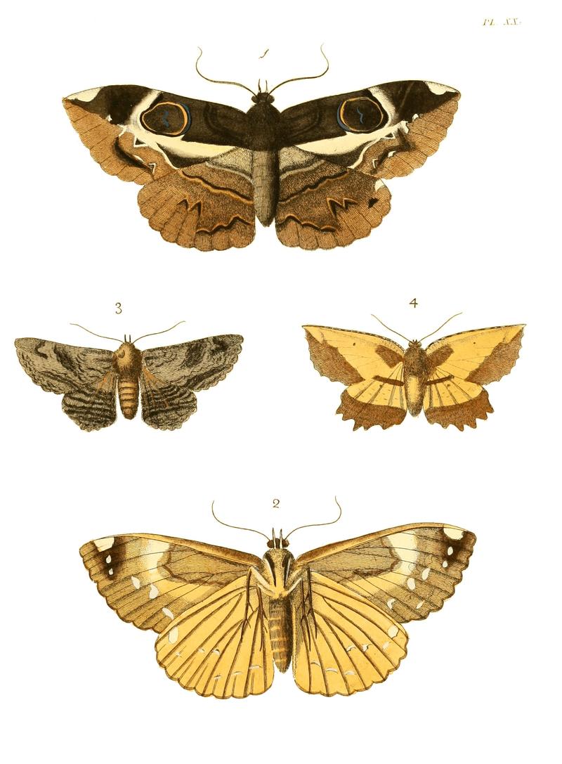 Illustrations of Exotic Entomology I 20