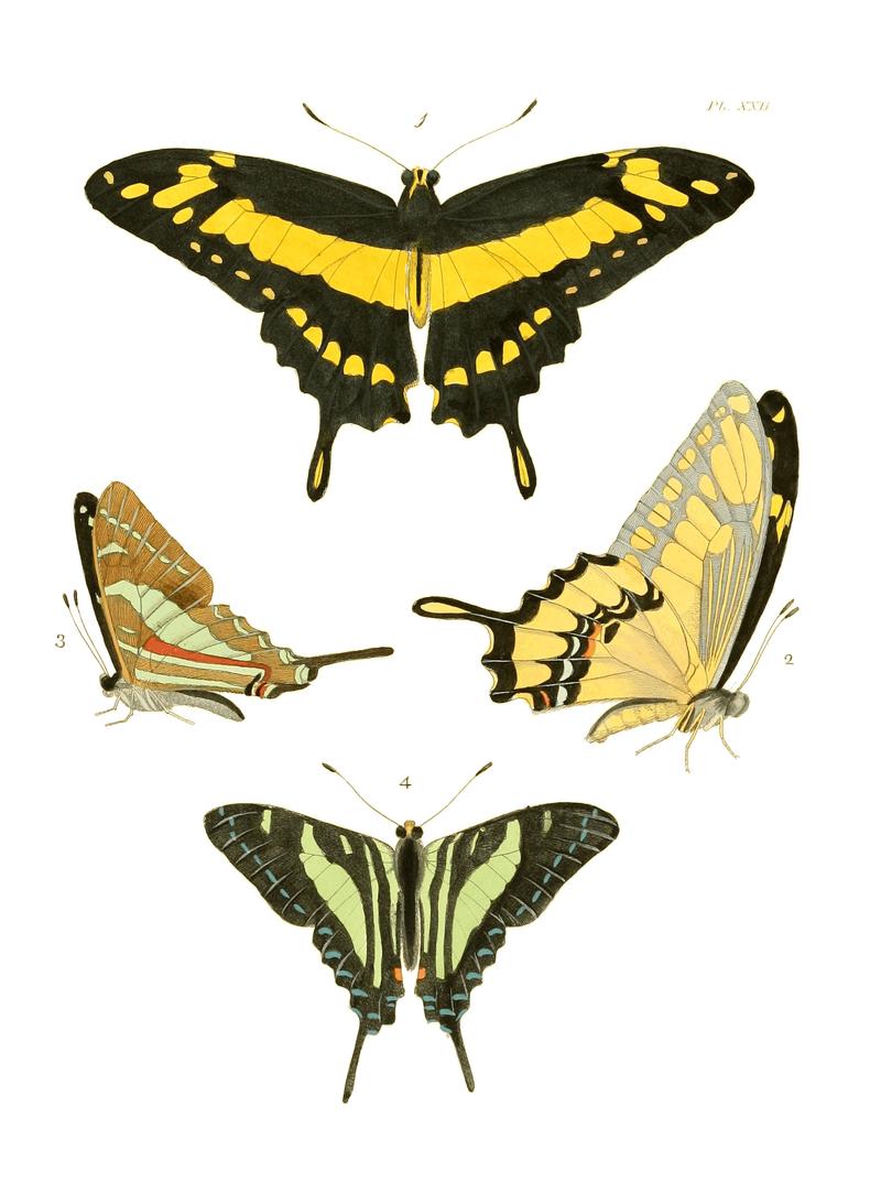Illustrations of Exotic Entomology I 22