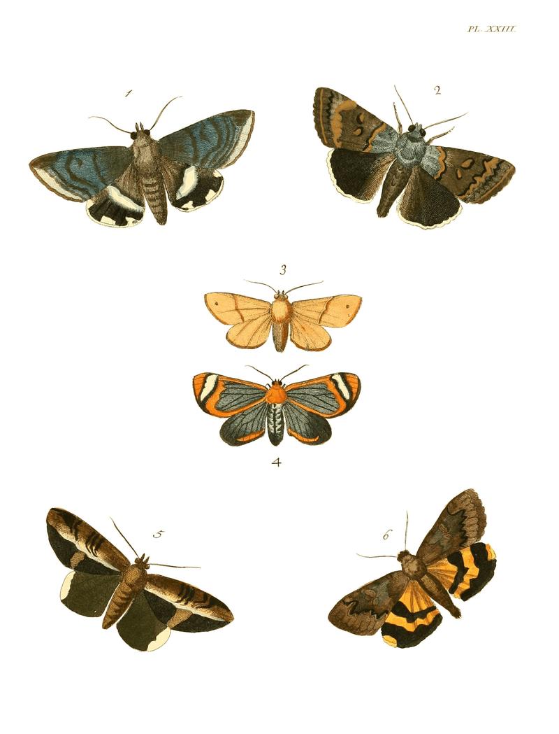 Illustrations of Exotic Entomology I 23