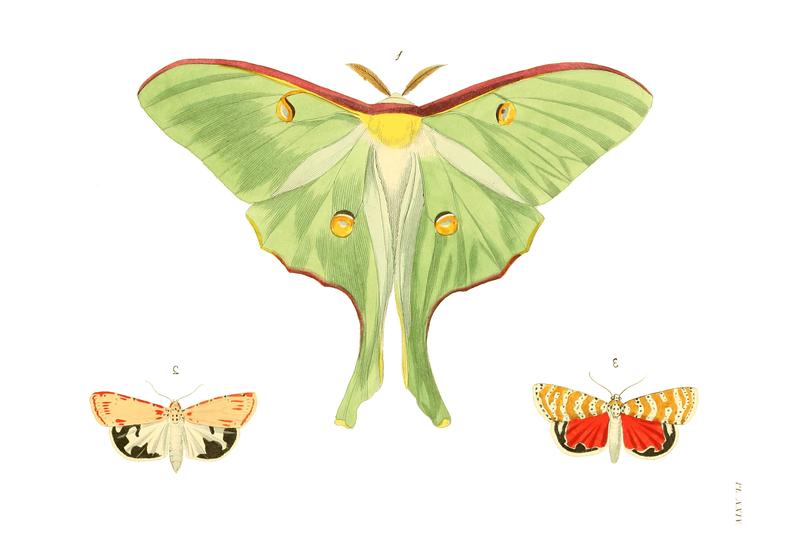 Illustrations of Exotic Entomology I 24