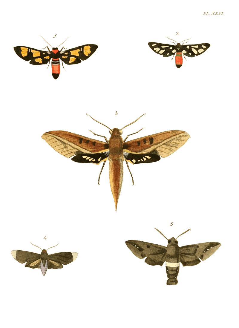 Illustrations of Exotic Entomology I 26