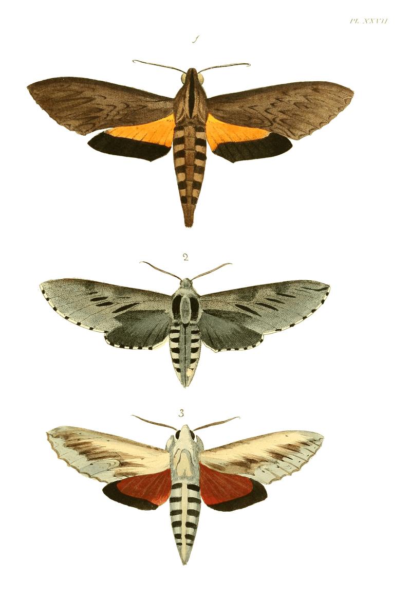 Illustrations of Exotic Entomology I 27