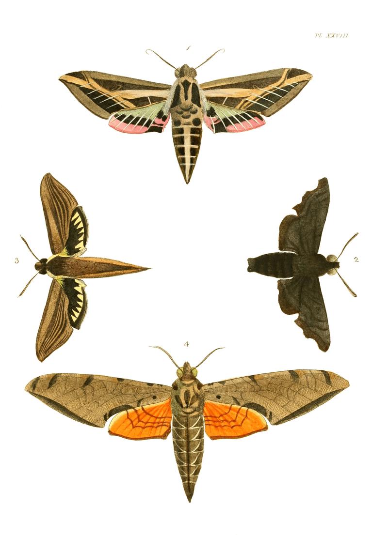 Illustrations of Exotic Entomology I 28