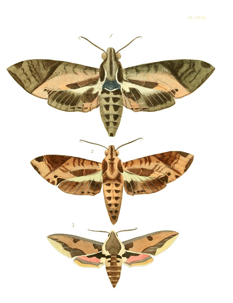 Illustrations of Exotic Entomology I 29