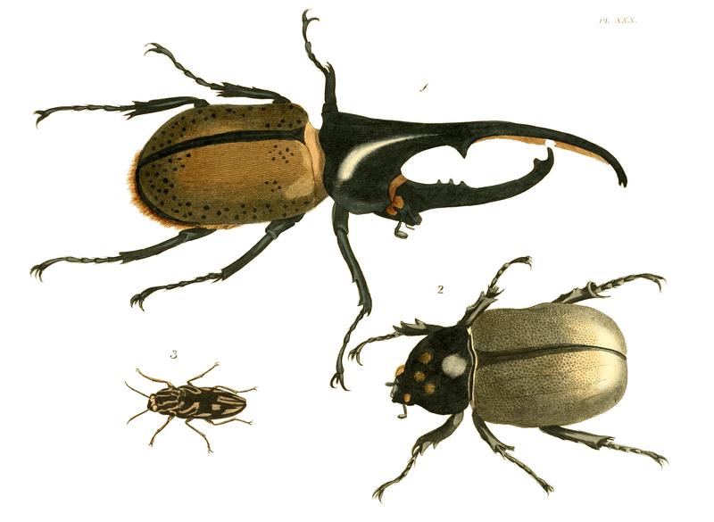 Illustrations of Exotic Entomology I 30