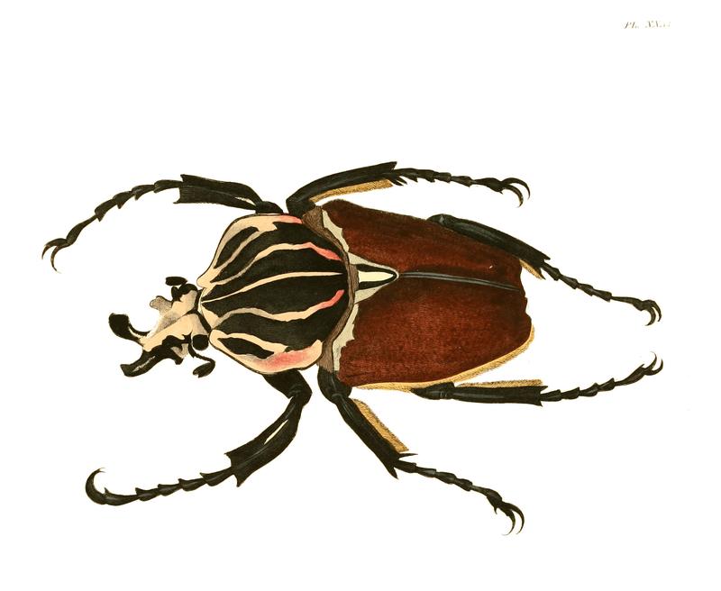 Illustrations of Exotic Entomology I 31