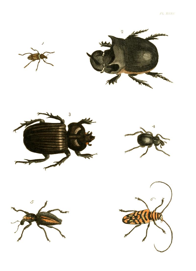 Illustrations of Exotic Entomology I 32