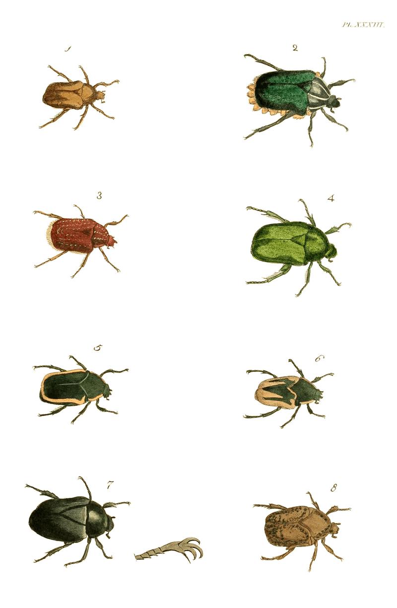 Illustrations of Exotic Entomology I 33