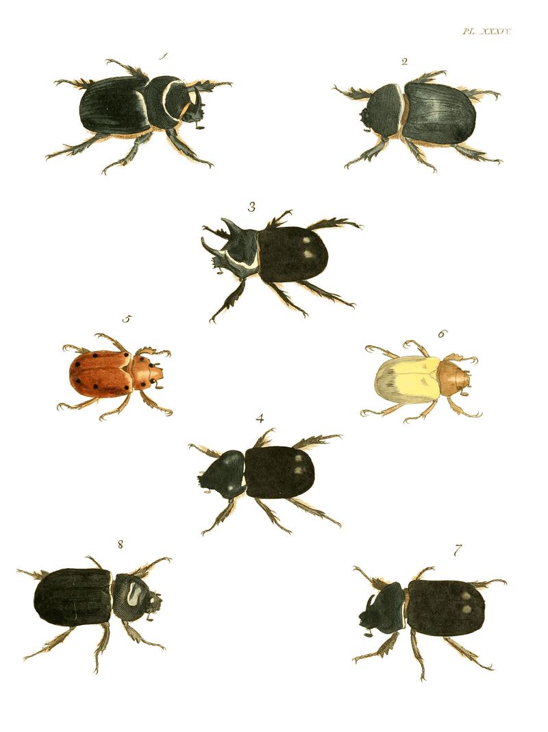 Illustrations of Exotic Entomology I 34