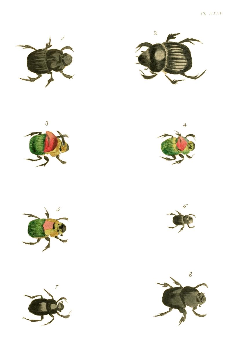 Illustrations of Exotic Entomology I 35