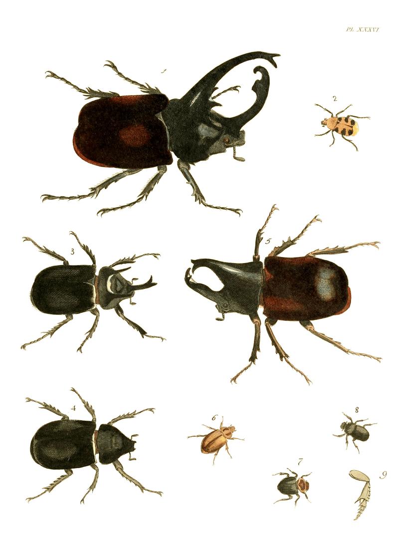 Illustrations of Exotic Entomology I 36