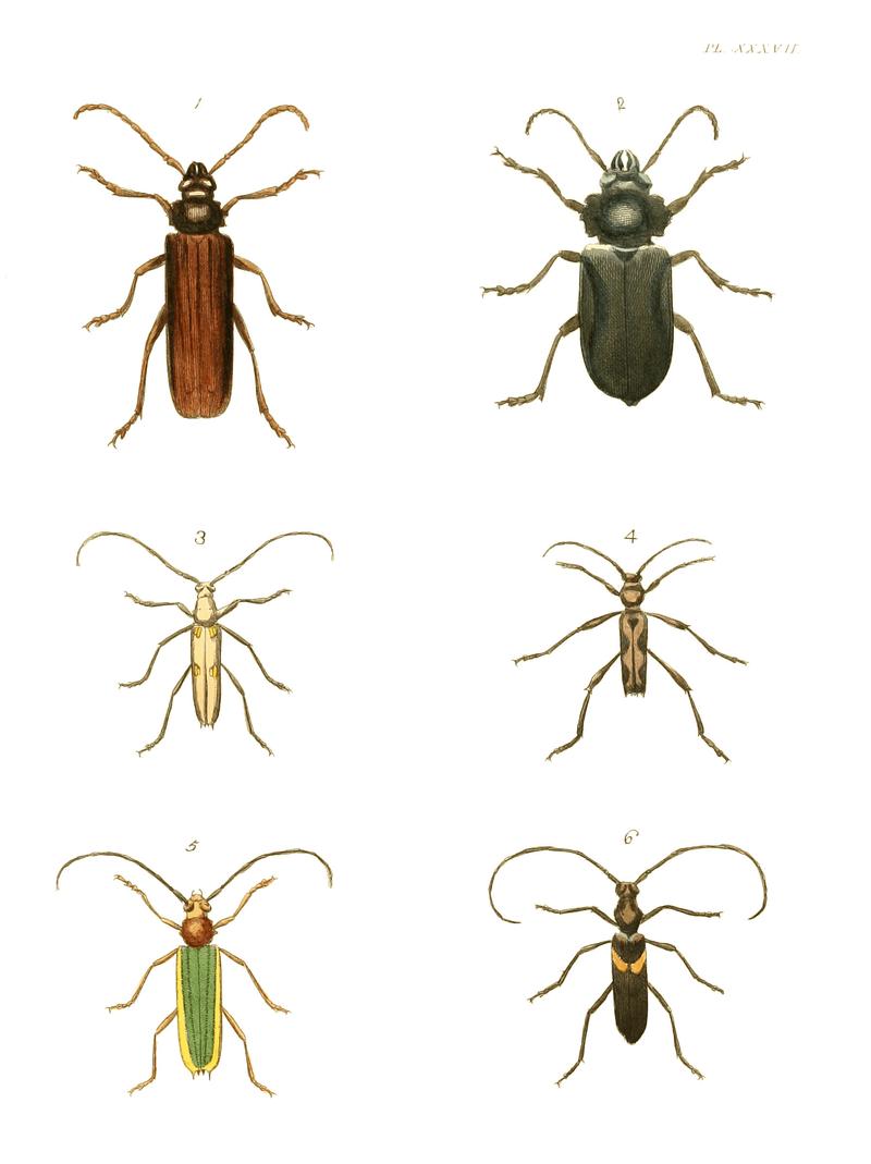 Illustrations of Exotic Entomology I 37