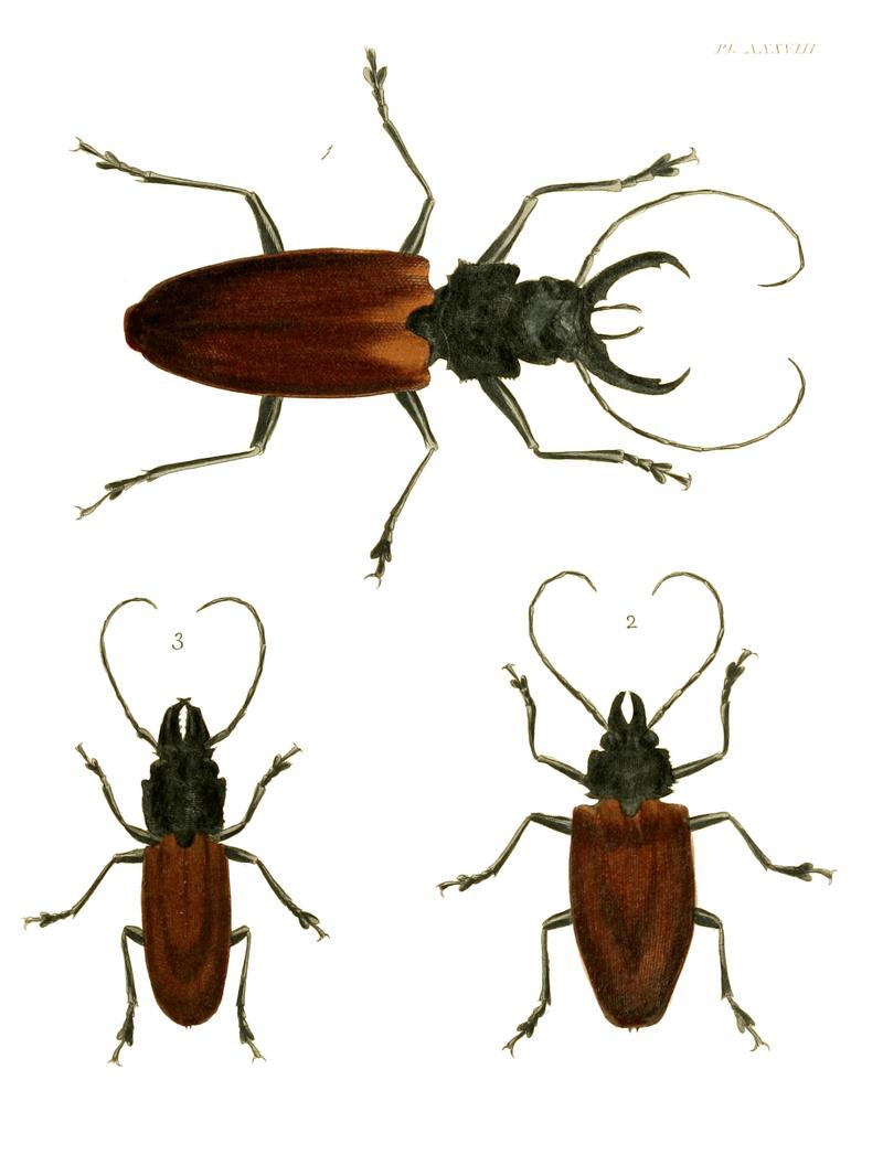 Illustrations of Exotic Entomology I 38