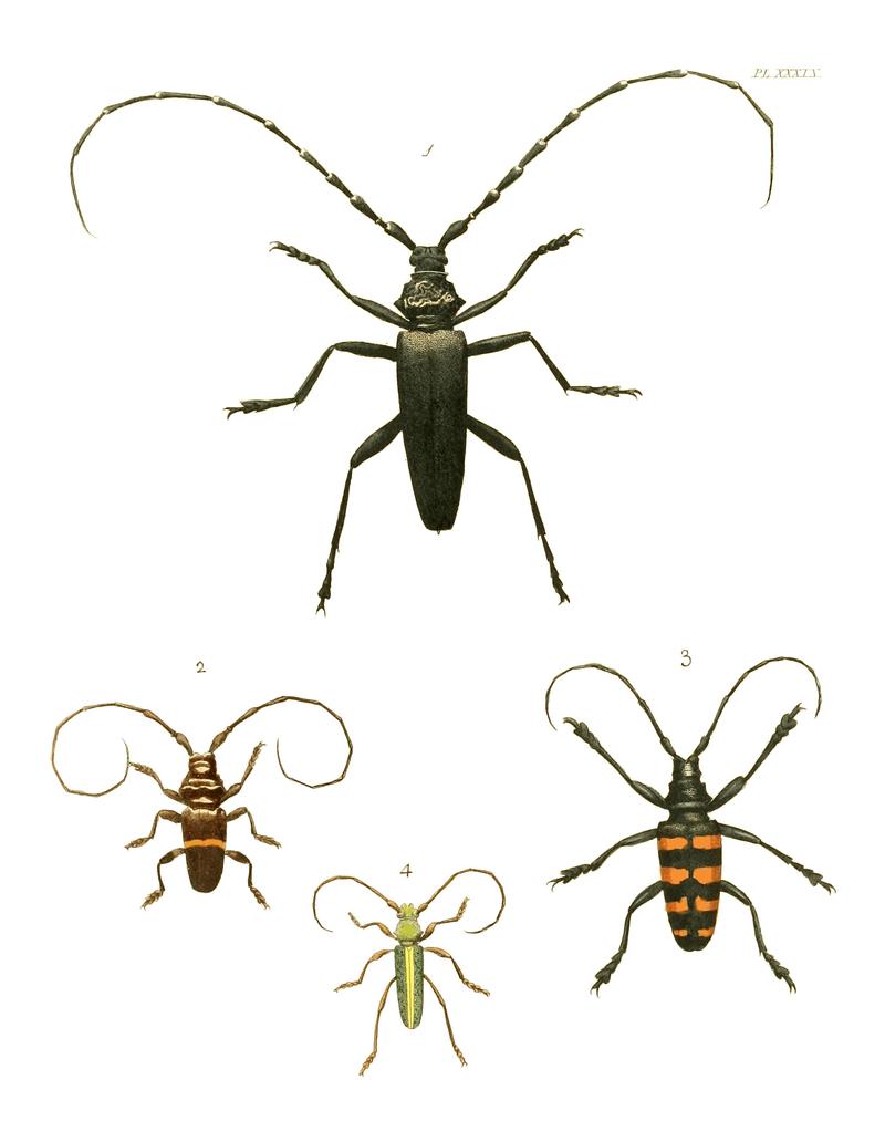 Illustrations of Exotic Entomology I 39
