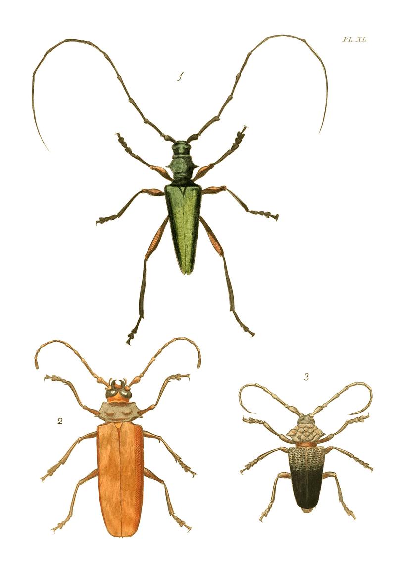 Illustrations of Exotic Entomology I 40