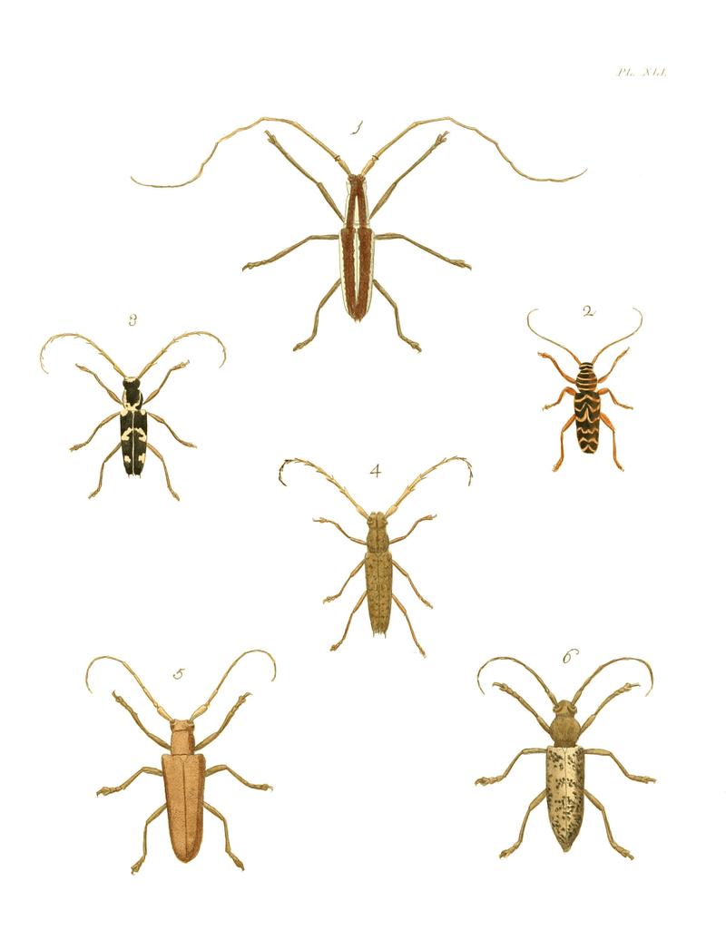 Illustrations of Exotic Entomology I 41