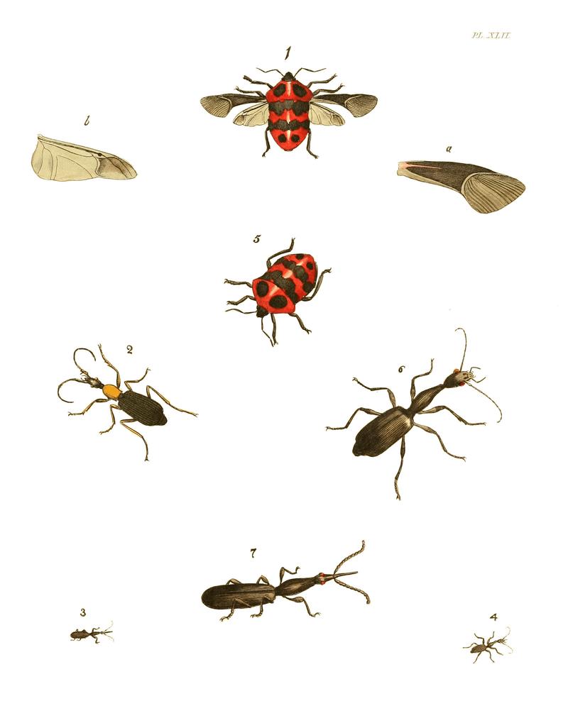 Illustrations of Exotic Entomology I 42