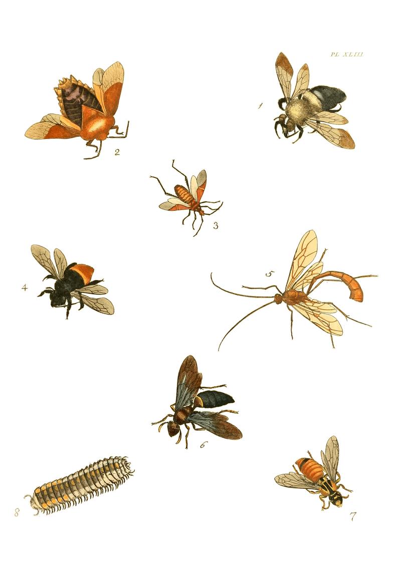Illustrations of Exotic Entomology I 43