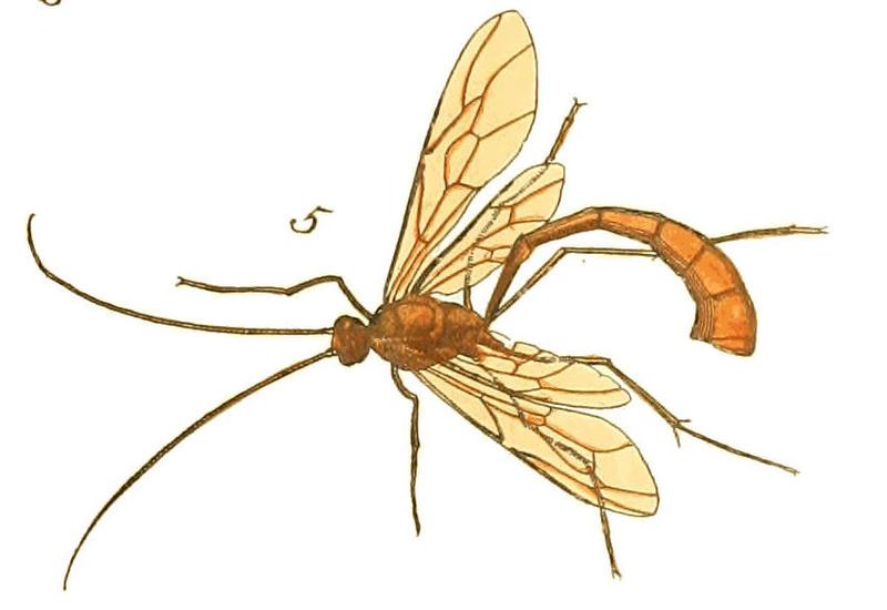 Illustrations of Exotic Entomology I 43 (cropped)