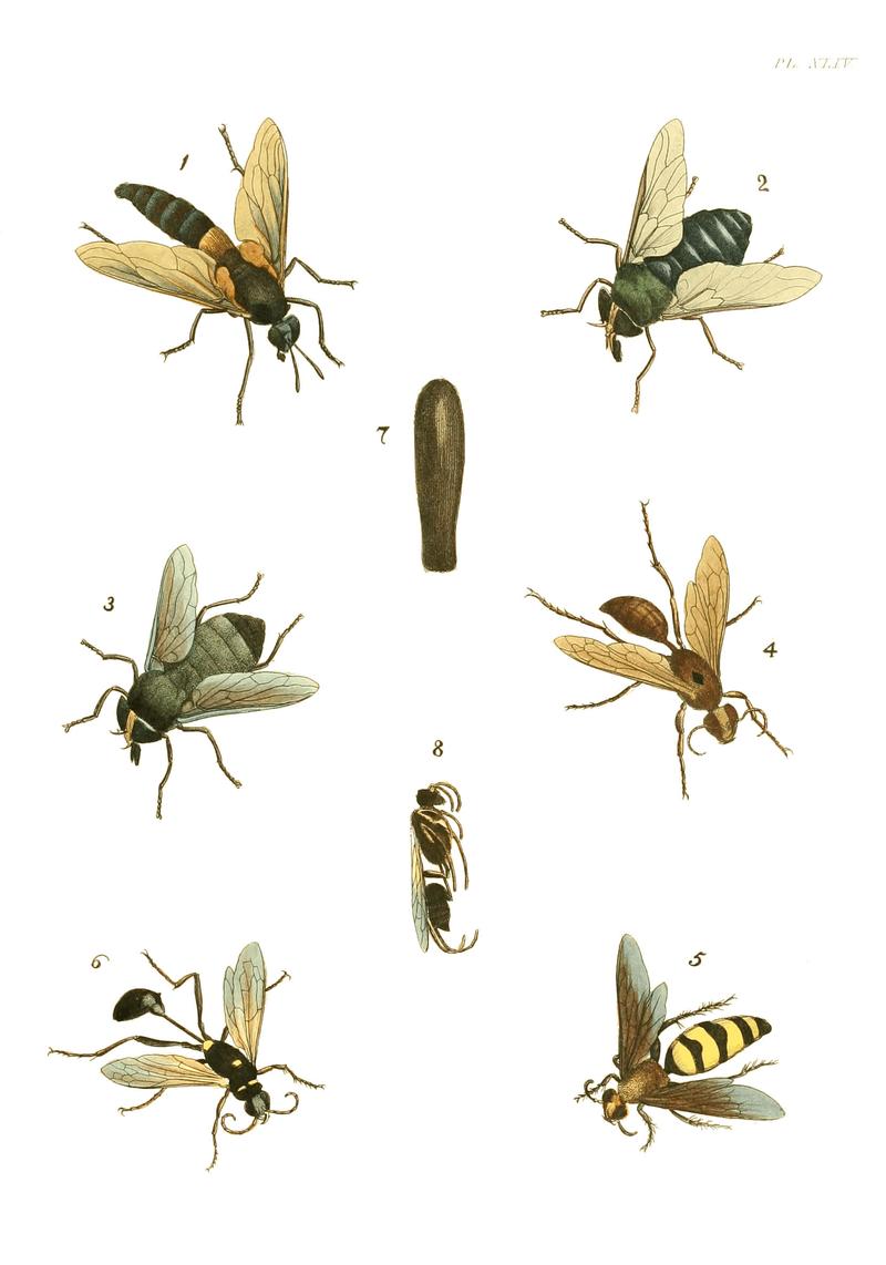 Illustrations of Exotic Entomology I 44