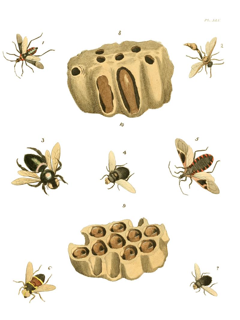 Illustrations of Exotic Entomology I 45