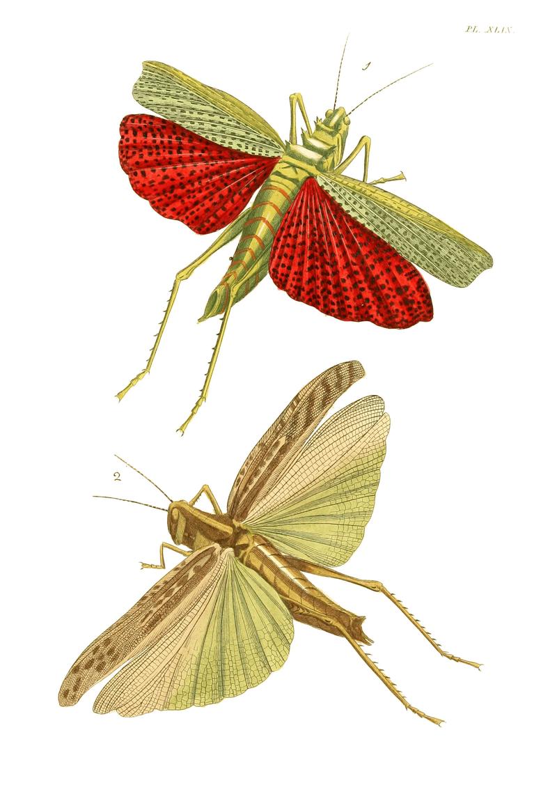 Illustrations of Exotic Entomology I 49