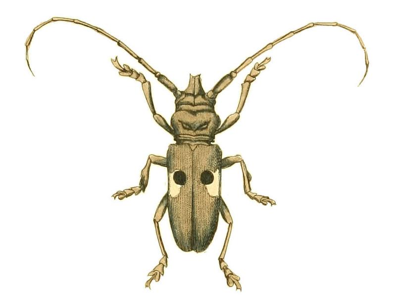 Illustrations of Exotic Entomology Lamia Bipunctata