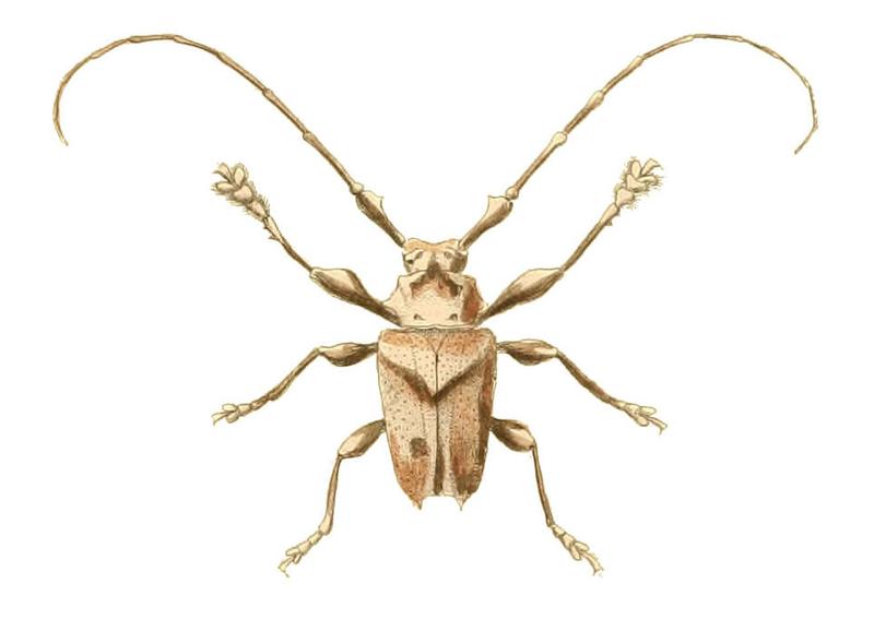 Illustrations of Exotic Entomology Lamia Cancriformis