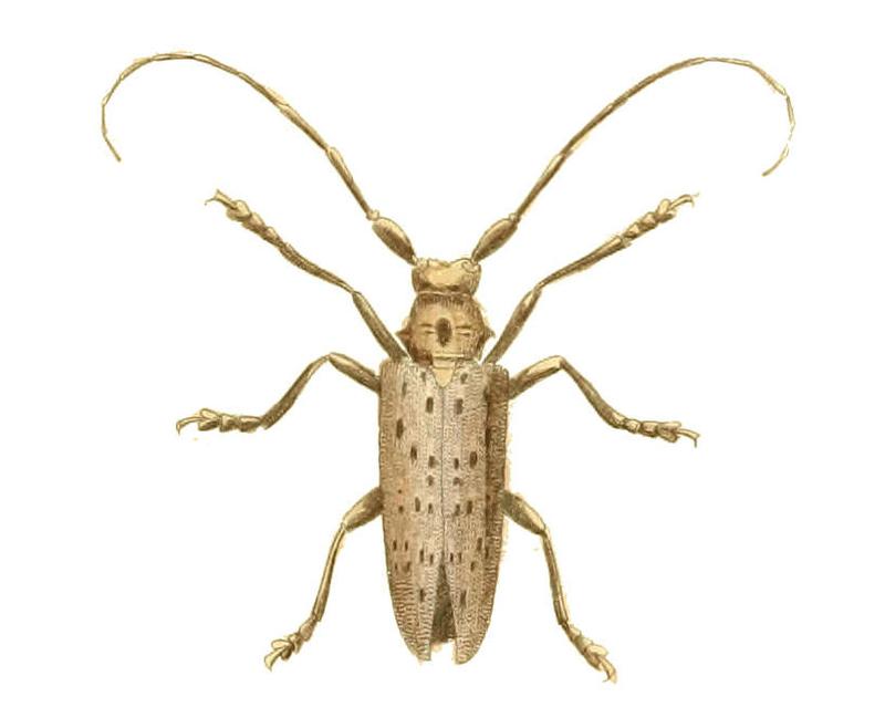 Illustrations of Exotic Entomology Lamia Dentator