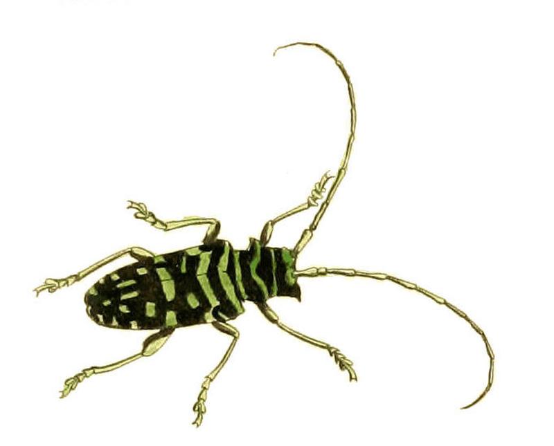 Illustrations of Exotic Entomology Lamia Mirabilis