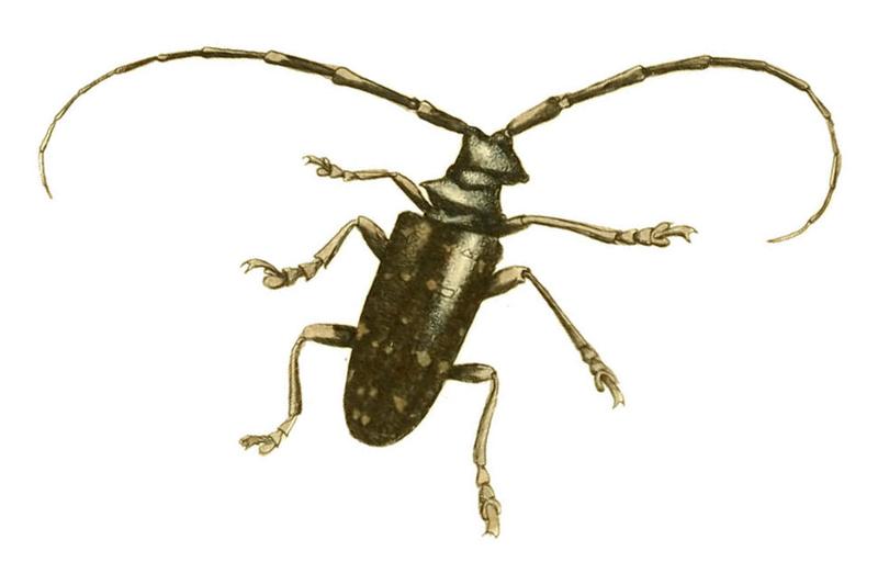 Illustrations of Exotic Entomology Lamia Punctator