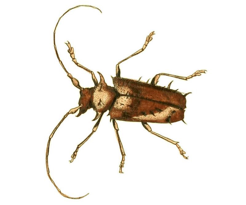 Illustrations of Exotic Entomology Lamia Spinosa