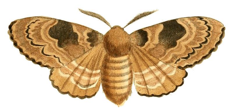 Illustrations of Exotic Entomology Liparis Rivulosa