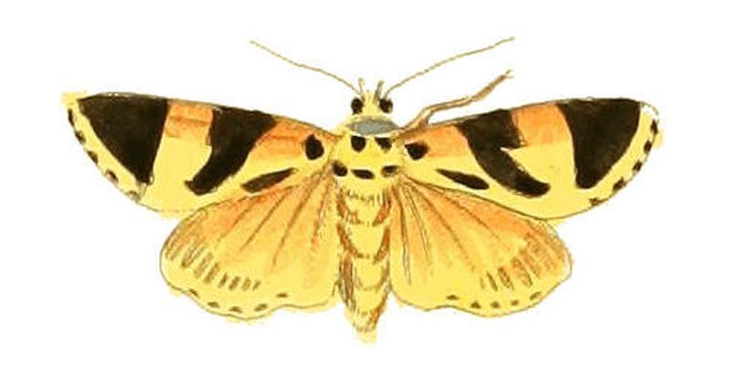 Illustrations of Exotic Entomology Lithosia Ino