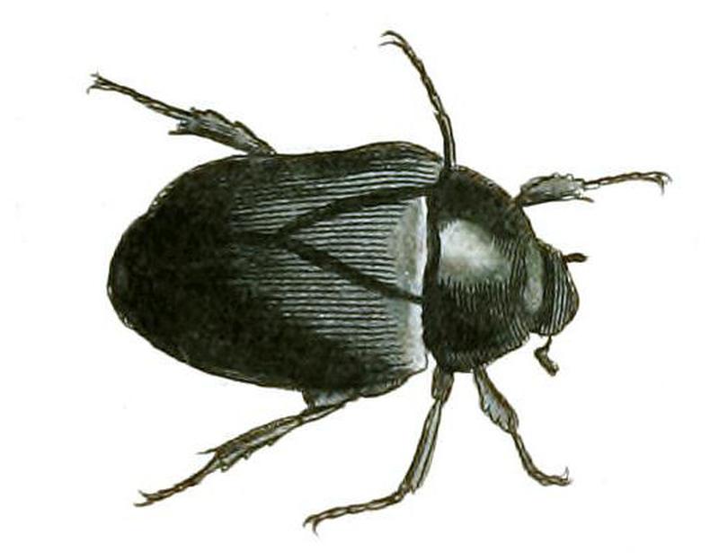 Illustrations of Exotic Entomology Macraspis tetradactyla