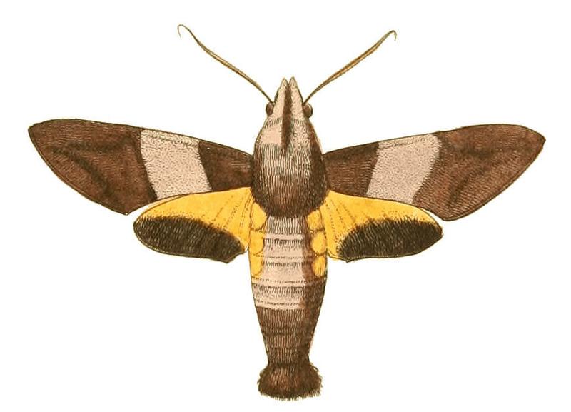 Illustrations of Exotic Entomology Macroglossa Passalus