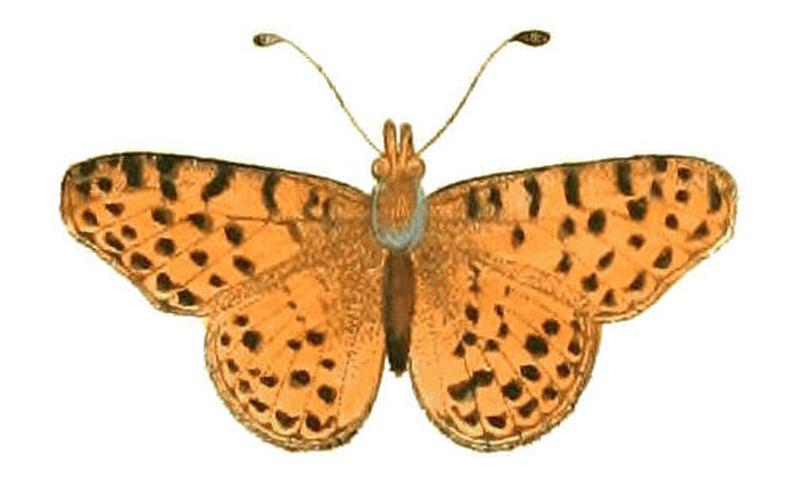Illustrations of Exotic Entomology Melitaea Cytheris
