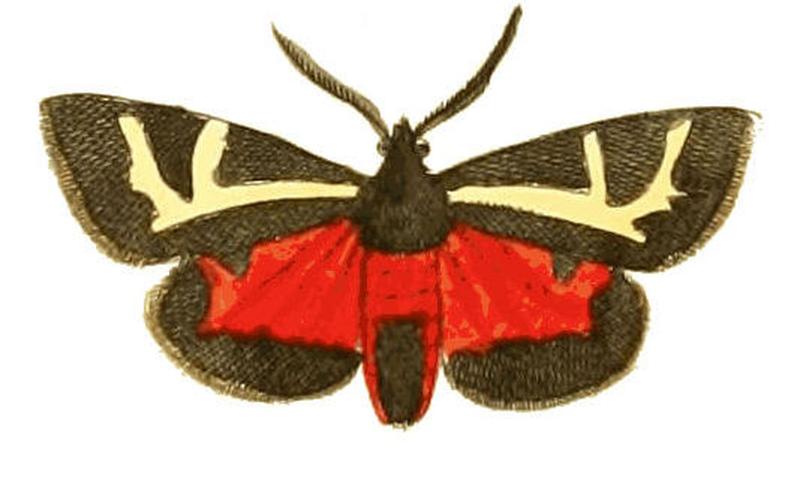 Illustrations of Exotic Entomology Nemeophila Figurata