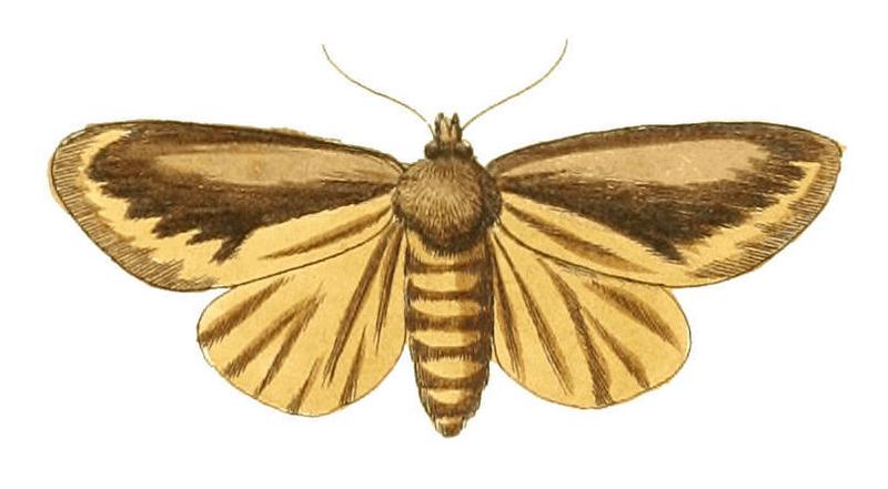 Illustrations of Exotic Entomology Noctua Chera