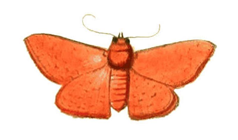 Illustrations of Exotic Entomology Noctua Myrtaea